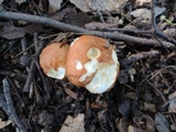 Russula maculata image