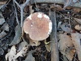 Russula maculata image
