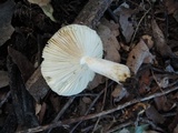 Russula maculata image
