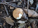 Russula maculata image