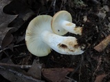 Russula maculata image