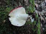 Russula vinacea image