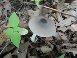 Amanita sect. Vaginatae image
