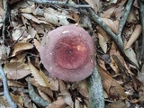 Russula vinosobrunnea image