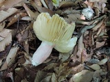 Russula vinosobrunnea image