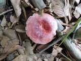 Russula vinosobrunnea image