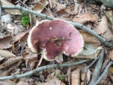 Russula vinosobrunnea image
