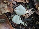 Helvella lacunosa image