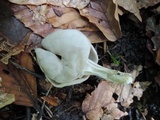 Helvella lacunosa image