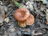 Russula foetentula image