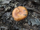 Russula foetentula image