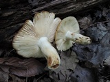 Russula foetentula image