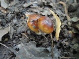 Russula foetentula image