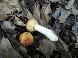 Russula foetentula image