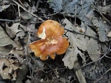 Russula foetentula image