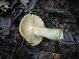 Russula foetentula image