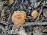 Russula foetentula image