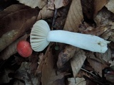 Russula rubescens image