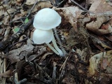 Entoloma sericellum image