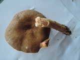 Lactarius fumosus image