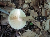 Lactarius fumosus image