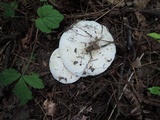 Lactarius piperatus image