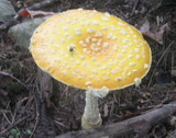 Amanita amerimuscaria image