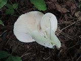 Lactarius piperatus image