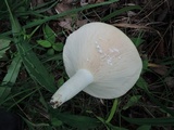 Lactarius piperatus image