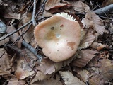 Russula decolorans image