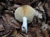 Russula decolorans image