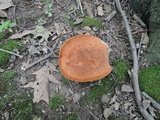 Polyporus radicatus image