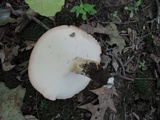 Polyporus radicatus image