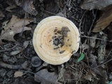 Lactarius psammicola image