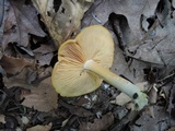 Entoloma flavifolium image