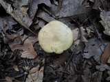 Entoloma flavifolium image