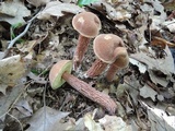 Aureoboletus russellii image