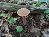 Aureoboletus russellii image