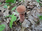 Aureoboletus russellii image