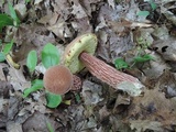 Aureoboletus russellii image