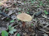 Aureoboletus russellii image