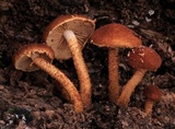 Flammulaster erinaceellus image