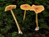 Entoloma unicolor image