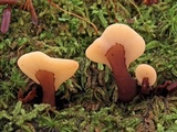 Spathulariopsis velutipes image
