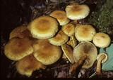 Pholiota squarrosa image