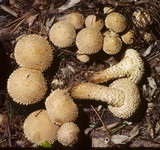 Pholiota squarrosa image