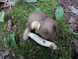 Retiboletus fuscus image
