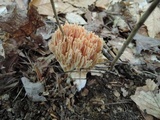 Ramaria formosa image