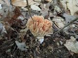 Ramaria formosa image