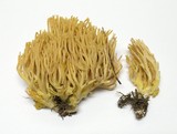 Ramaria gelatinosa image